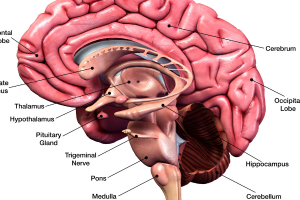 Acquired Brain Injuries (ABI) Training